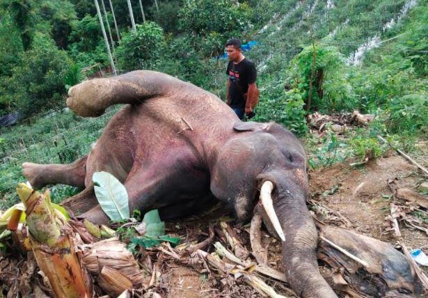Gajah Liar Ditemukan Mati Terjerat Perangkap Babi di Pidie Aceh