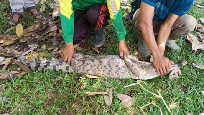 Buaya yang Viral Muncul di Sungai Deli Ditangkap Personel BBKSDA Sumut