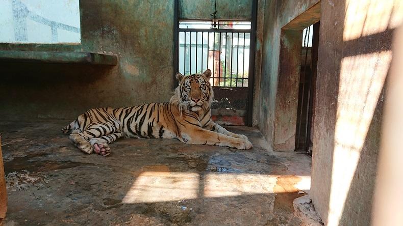 Video Harimau di Maharani Zoo Lamongan Terlihat Kurus Viral di Medsos, Ini Kata Pengelola