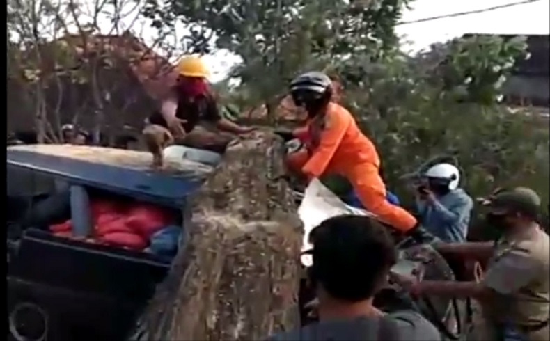 Minibus Tabrak Pohon Tumbang di Buleleng, Pengemudi Tewas