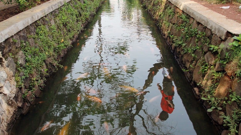 Warga Pamulang Ubah Saluran Air Jadi Tempat Budi Daya Ikan - Bagian 2