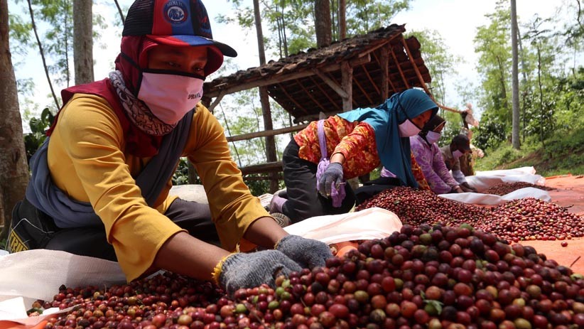 Coba Tembus Pasar Eropa, Kopi Asli Pagaralam Ikut Kontes Kopi Dunia di Prancis