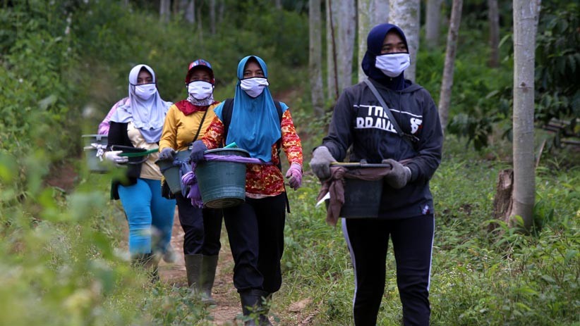 Potret Perempuan Petani Kopi PTPN XII Panen Kopi Robusta Kualitas Ekspor - Bagian 6