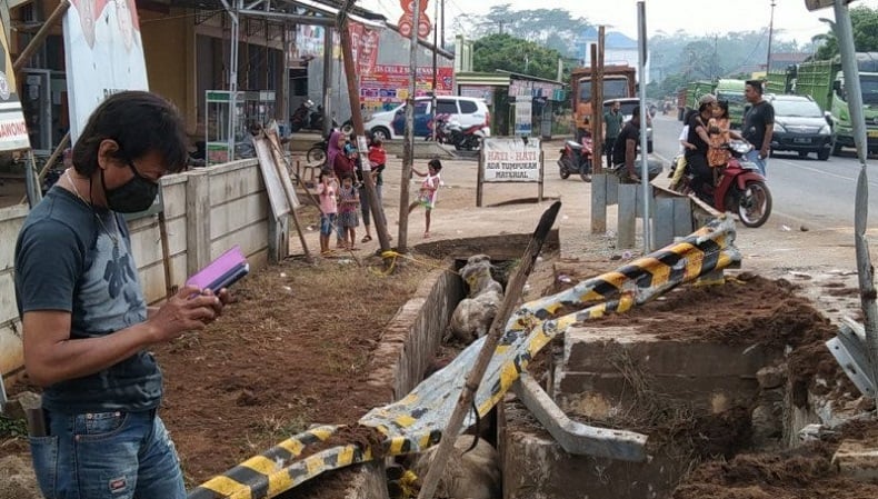 Truk Terguling di Lampung Timur karena Sopir Mengantuk, Belasan Sapi Mati dan Kabur