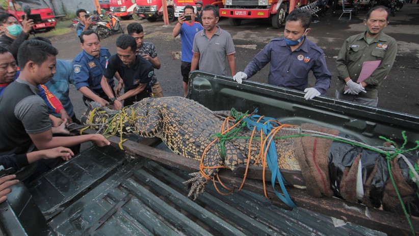 Mancing di Sungai, Nelayan Asal Banyuasin Tewas Diserang Buaya