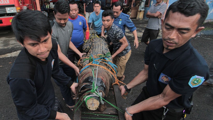 Evakuasi Buaya 3 Meter dari Rumah Warga Indramayu Berlangsung Menegangkan - Bagian 2