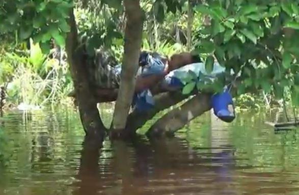Rumah Terendam Banjir, Warga Katingan Kalteng Tidur di Pohon