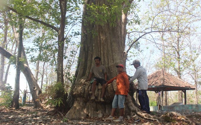 Si Denok, Pohon Jati Tertua di Blora Berusia 300 Tahun