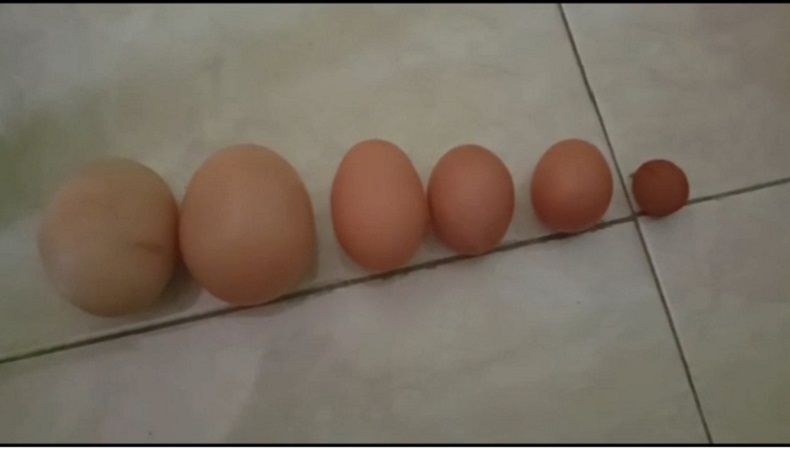  Aneh, Telur di Dalam Telur Ditemukan di Tasikmalaya