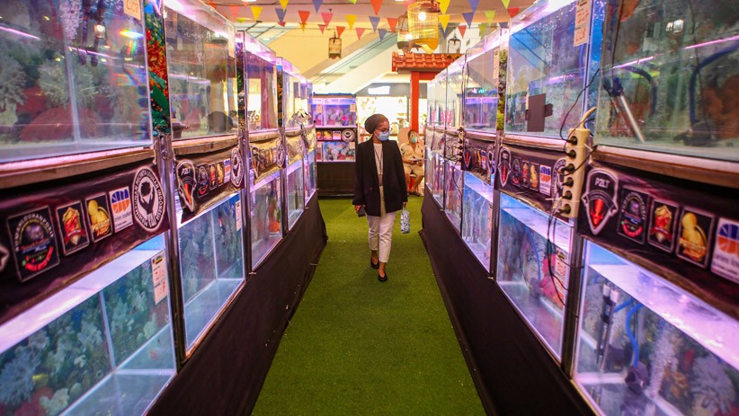 300 Louhan Tampil saat Kontes Ikan Hias di Tangerang - Bagian 2