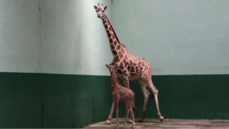 Wow, 3 Ekor Singa dan 1 Jerapah Lahir di Taman Safari Prigen Pasuruan