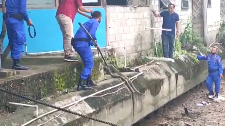 Ular Piton 3,5 Meter Bersarang di Markas Ditpolairud Polda Sumbar