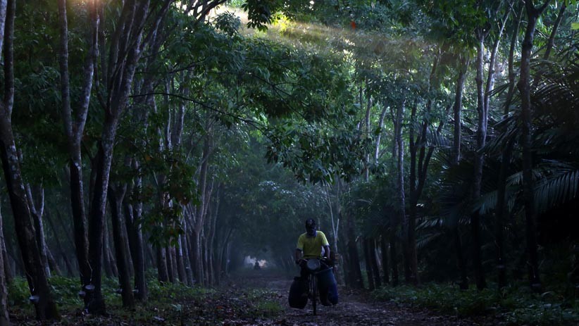 Menyadap Getah Karet Kualitas Ekspor di Kebun PTPN XII Renteng Jember - Bagian 4