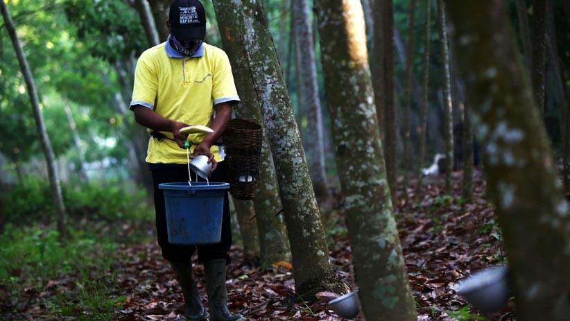 Menyadap Getah Karet Kualitas Ekspor di Kebun PTPN XII Renteng Jember - Bagian 1