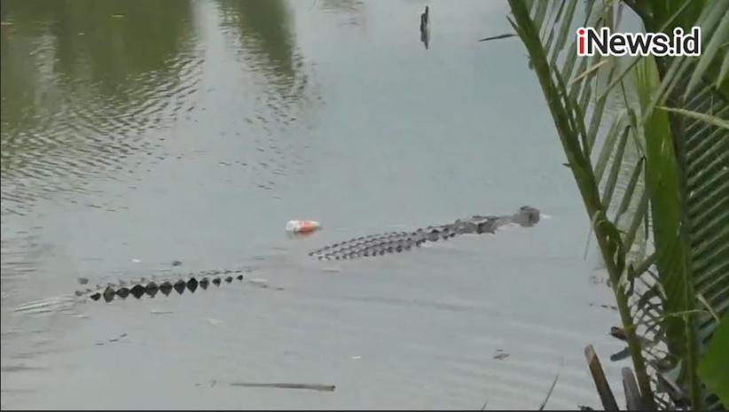 Cari Kerang, Kakak Adik di Kotim Diserang Buaya di Sungai Lempuyang