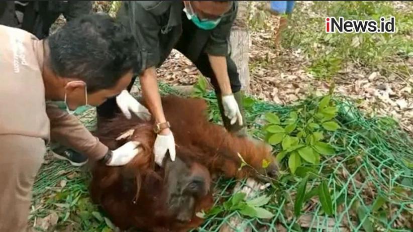 Rusak Kebun Pisang, Orangutan di Kotim Dibacok Warga Hingga Luka Parah