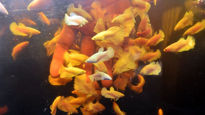 Ikan Cupang Laris Manis saat Pandemi, Harga Capai Rp3 Juta per Ekor - Bagian 2