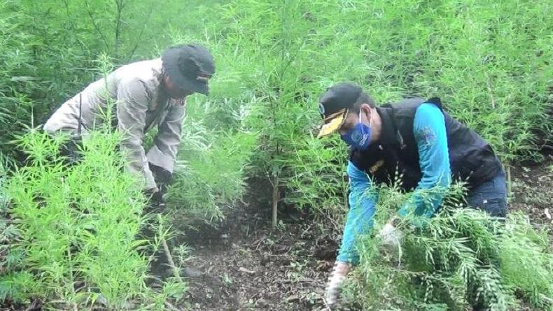 BNN Temukan Ladang Ganja di Perbukitan Tor Sihite, Total 10 Ton Dimusnahkan