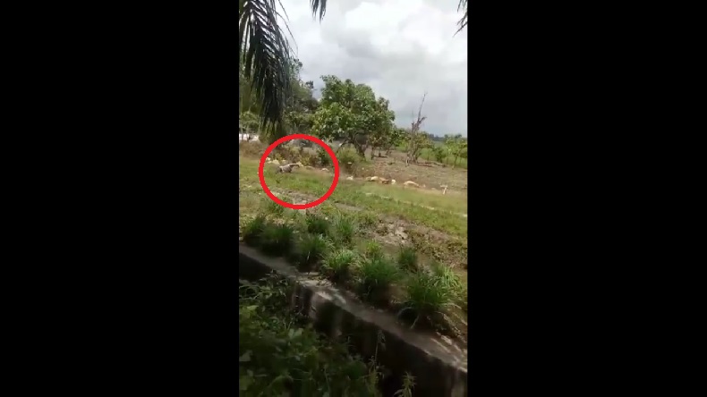 Begini Detik-Detik Pembacok Anggota TNI dan Polisi di Luwu Timur Ditembak Mati