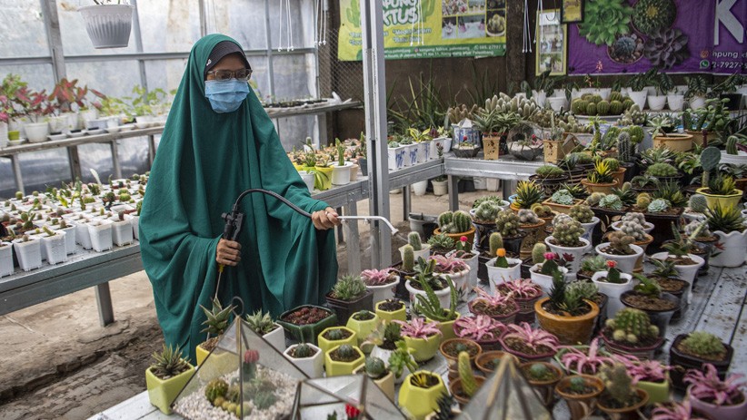 Penjualan Kaktus Mini Meningkat, Harga Capai Rp2 Juta per Batang - Bagian 2