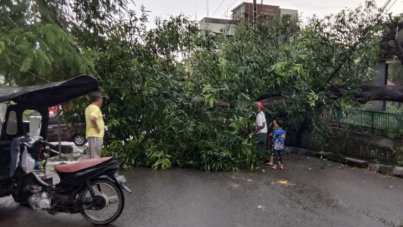 Hujan Angin, Sejumlah Pohon Besar Tumbang Palang Jalan di Sengkang