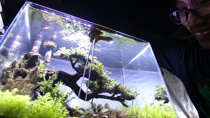 Aquascape Jadi Tren Hobi Baru Selama Pandemi Covid-19 - Bagian 1