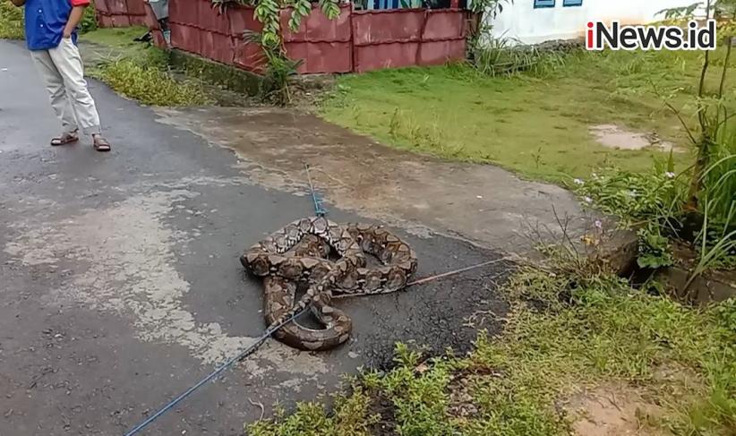 Teror Ular Piton Gegerkan Warga Ngloro Gunungkidul