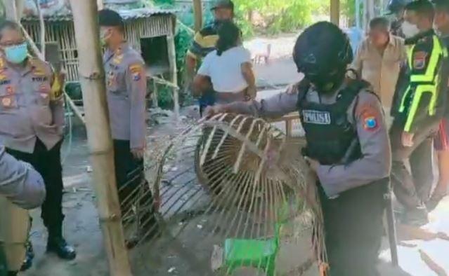 title Judi Sabung Ayam di Sidoarjo Digerebek, 13 Orang Diamankan Judi Sabung Ayam di Sidoarjo Digerebek, 13 Orang Diamankan