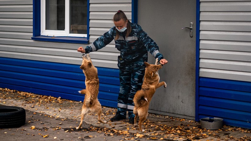 Anjing Pelacak Ini Mampu Mendeteksi Virus Corona - Bagian 3