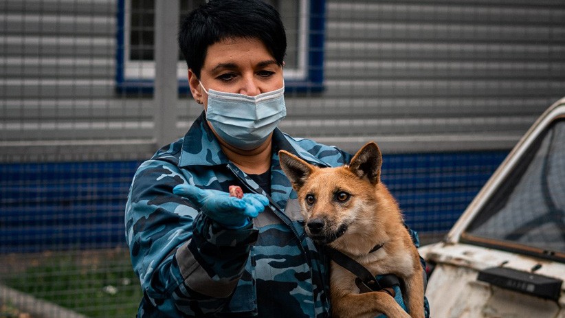 Anjing Pelacak Ini Mampu Mendeteksi Virus Corona - Bagian 2