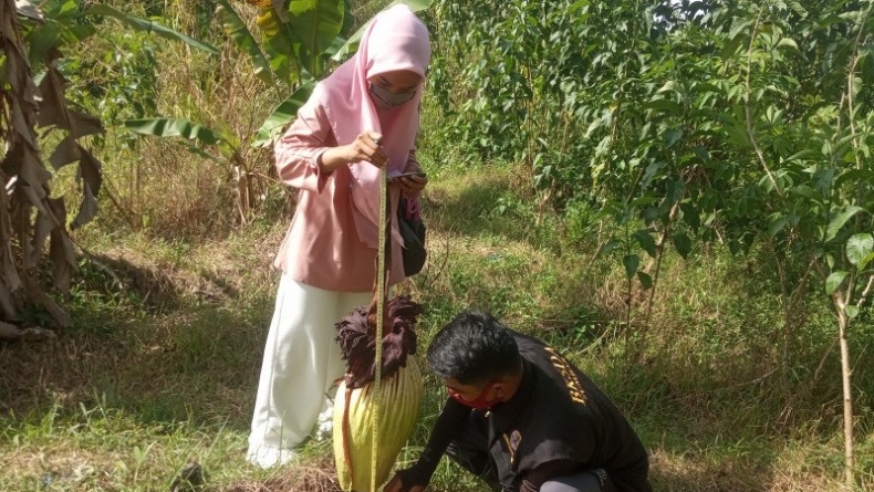 Bunga Bangkai di Agam Gagal Mekar, Pemilik: Sering Dipegang Anak-Anak