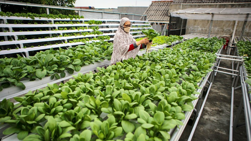 Tetap Produktif, Warga Tangerang Budi Daya Sayuran Hidroponik di Atap Rumah - Bagian 1