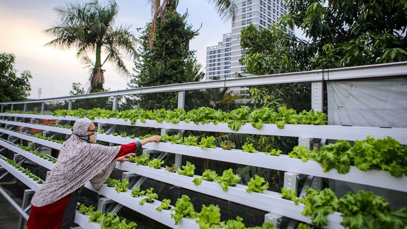 Tetap Produktif, Warga Tangerang Budi Daya Sayuran Hidroponik di Atap Rumah - Bagian 2