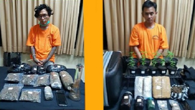 Polda Bali Tangkap 2 Bandar Narkoba di Ubud dan Kerobokan, 4,5 Kg Ganja Disita