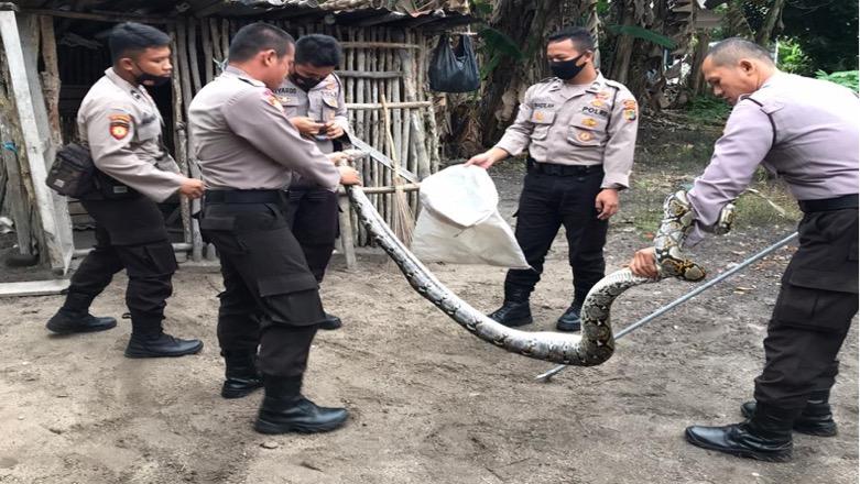 Tim Predator Sabhara Tangkap Ular Sanca di Permukiman Warga Bateng