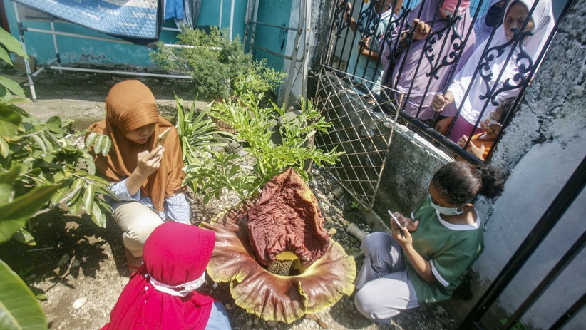 Penampakan Bunga Bangkai Tumbuh di Halaman Rumah Warga Bogor - Bagian 2