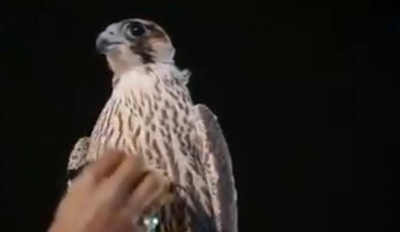 Gila! Elang Muda Ini Terjual Seharga Rp2,5 Miliar di Arab Saudi