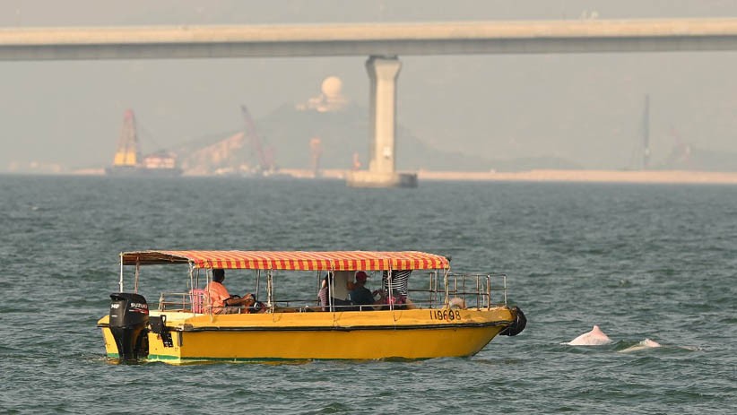 Lumba-Lumba Merah Muda Langka Muncul di Perairan Hong Kong - Bagian 3