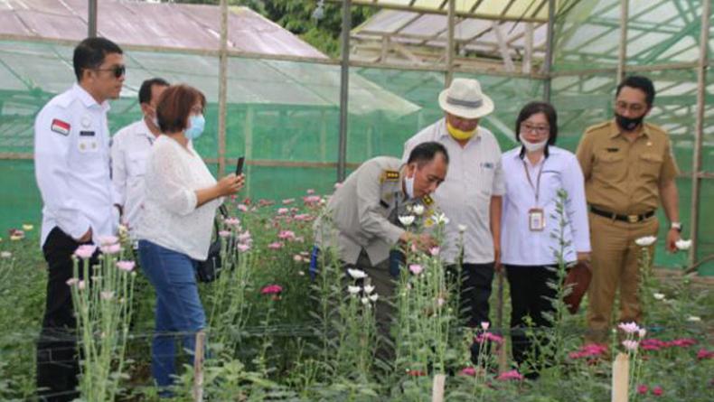 Bunga Krisan asal Sulut Didorong Jadi Komoditas Ekspor Baru ke Jepang