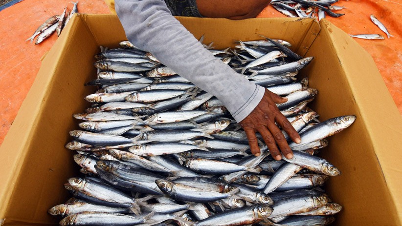 Fenomena La Nina Ancam Usaha Ikan Kering Nelayan Palu - Bagian 1