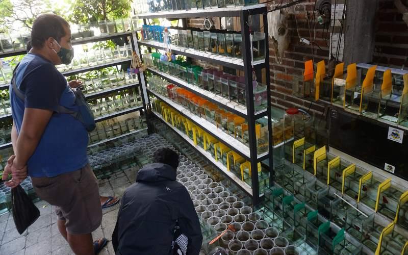 Laris Manis Bisnis Ikan Cupang saat Pandemi Covid, Pedagang Raup Omzet Rp2 Juta per Hari