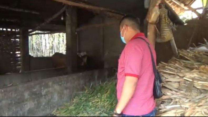 Nekat, Maling di Jombang Gasak 6 Ekor Sapi Ternak Warga 1 RT dalam Semalam