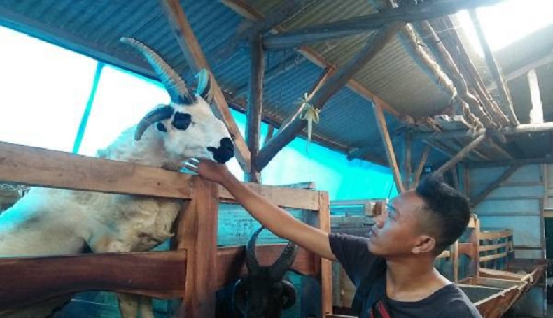 Heboh Domba Bertanduk 4, Raffi Ahmad Tawar Rp200 Juta