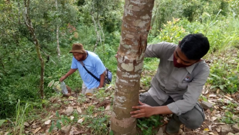 Ini Imbauan BKSDA Agam Agar Ternak Warga Tak Lagi Dimangsa Harimau