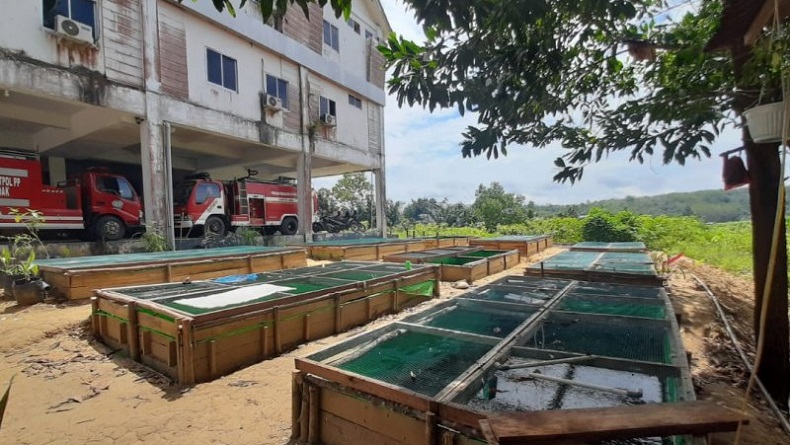 title Piket 24 Jam, Anggota Satpol PP Landak Ternak Lele di Halaman Kantor Piket 24 Jam, Anggota Satpol PP Landak Ternak Lele di Halaman Kantor