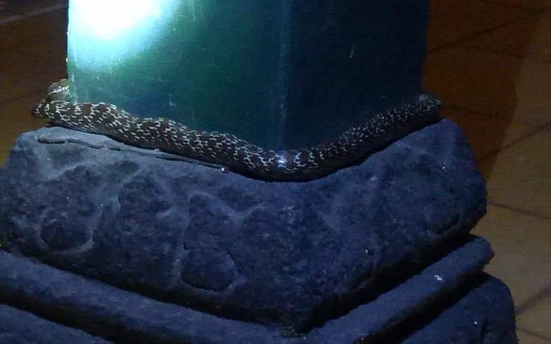 Muncul Ular di Kraton Jogja, Romo Tirun: Sudah Biasa Apalagi Malam Jumat Kliwon