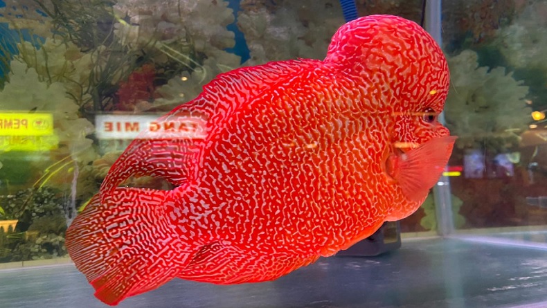 Menang Kontes, Ikan Louhan di Tangerang Ini Langsung Terjual Rp350 Juta