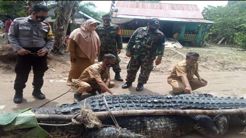Warga Babel Kembali Tangkap Buaya Raksasa Berbobot 700 Kg