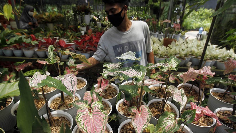 Mengisi Libur Cuti Bersama dengan Berburu Tanaman Hias - Bagian 3
