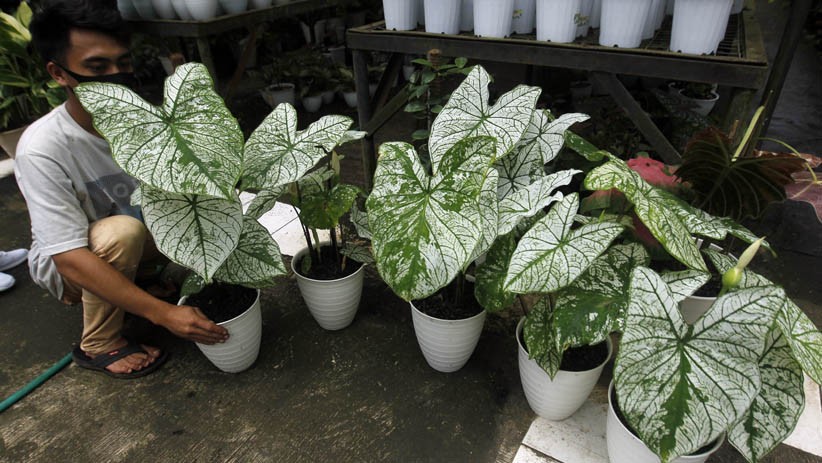 Mengisi Libur Cuti Bersama dengan Berburu Tanaman Hias - Bagian 1